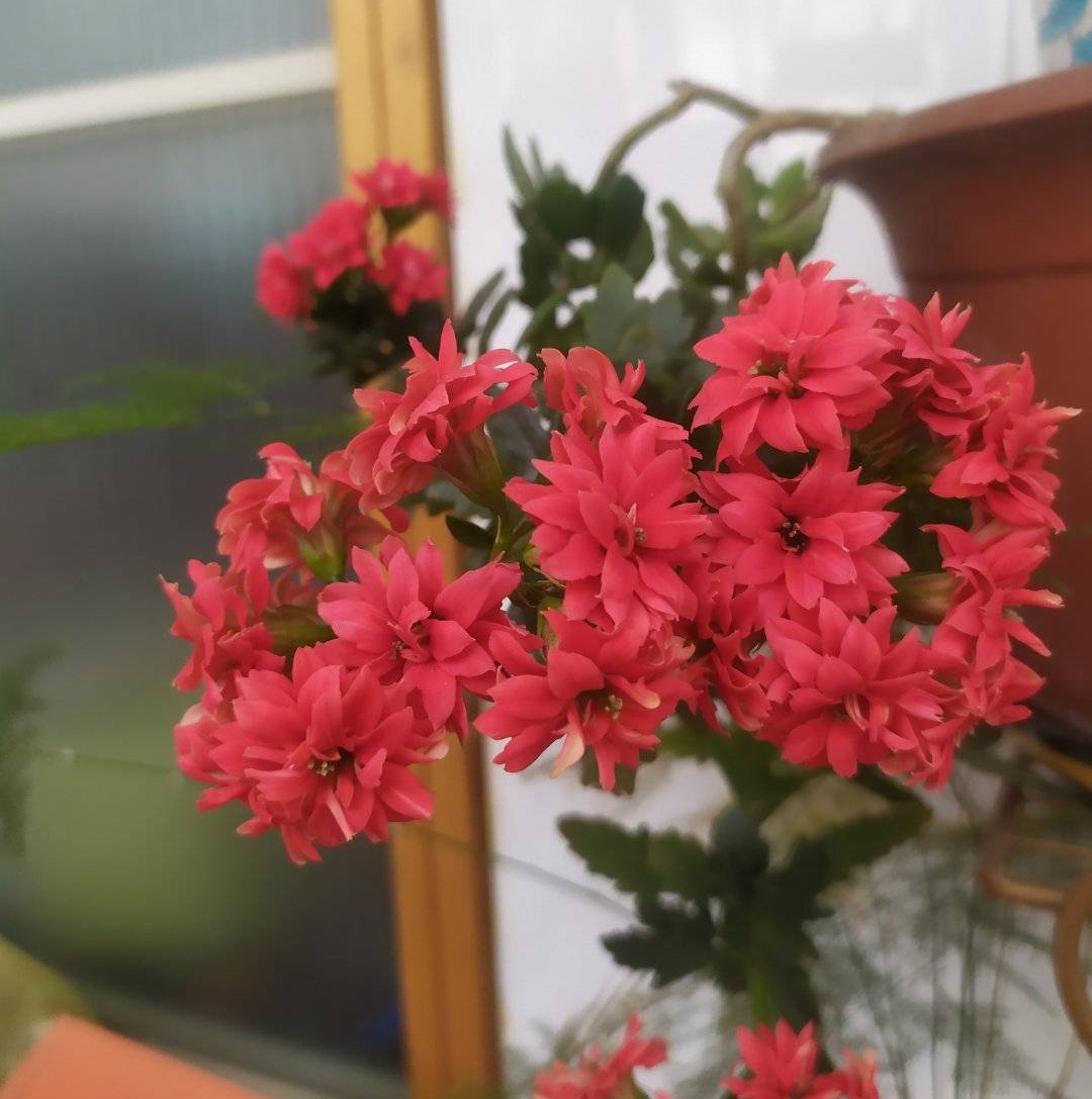 長(zhǎng)壽花花開(kāi)過(guò)后怎么弄？有2個(gè)選擇，越養(yǎng)越多好劃算！