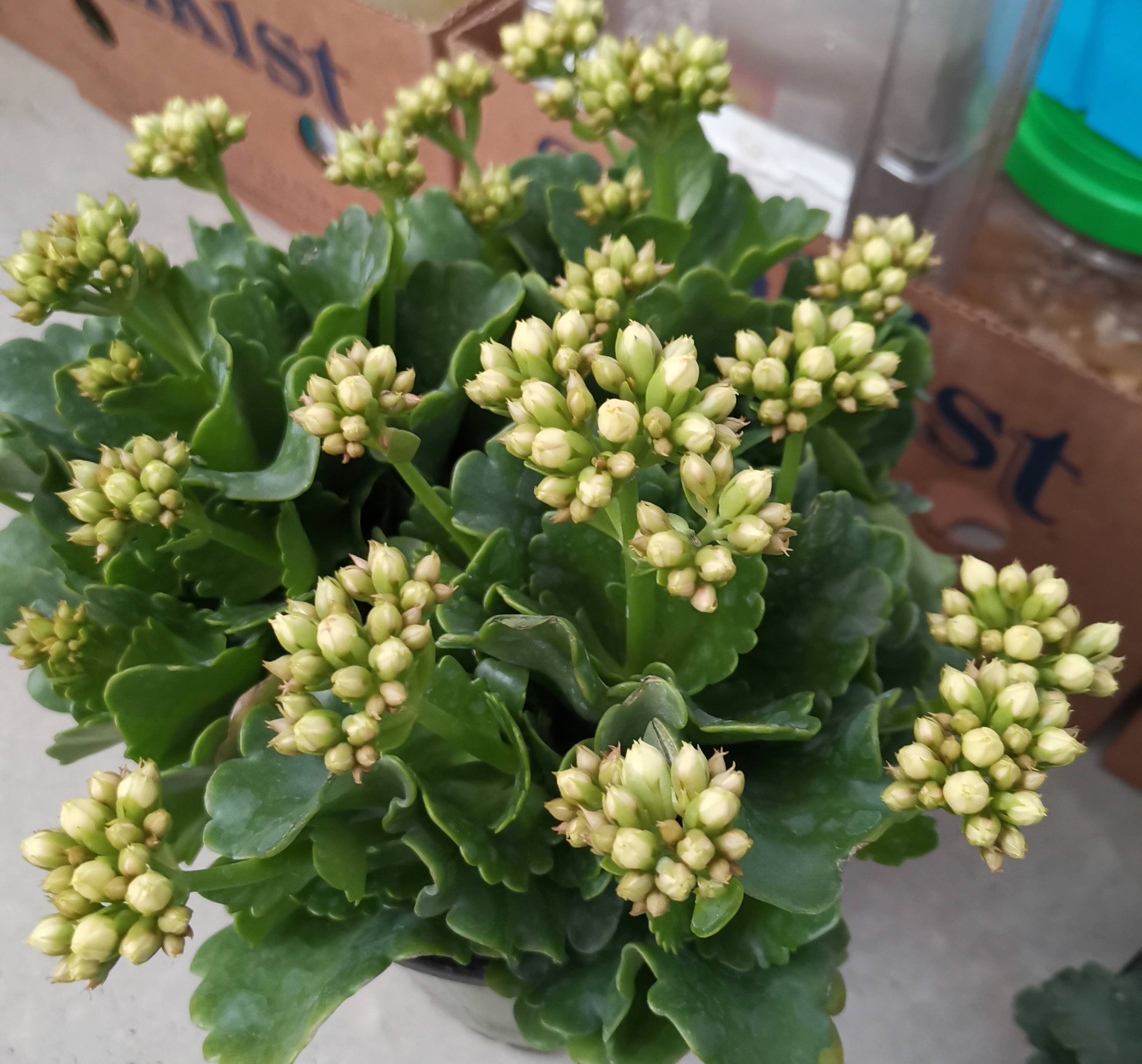 長壽花開完該怎么做？有2個選擇，越養(yǎng)越多好劃算，變霸氣老樁