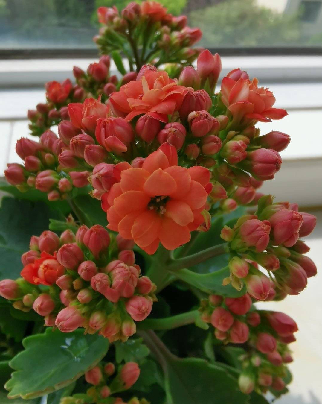 長壽花開完該怎么做？有2個選擇，越養(yǎng)越多好劃算，變霸氣老樁