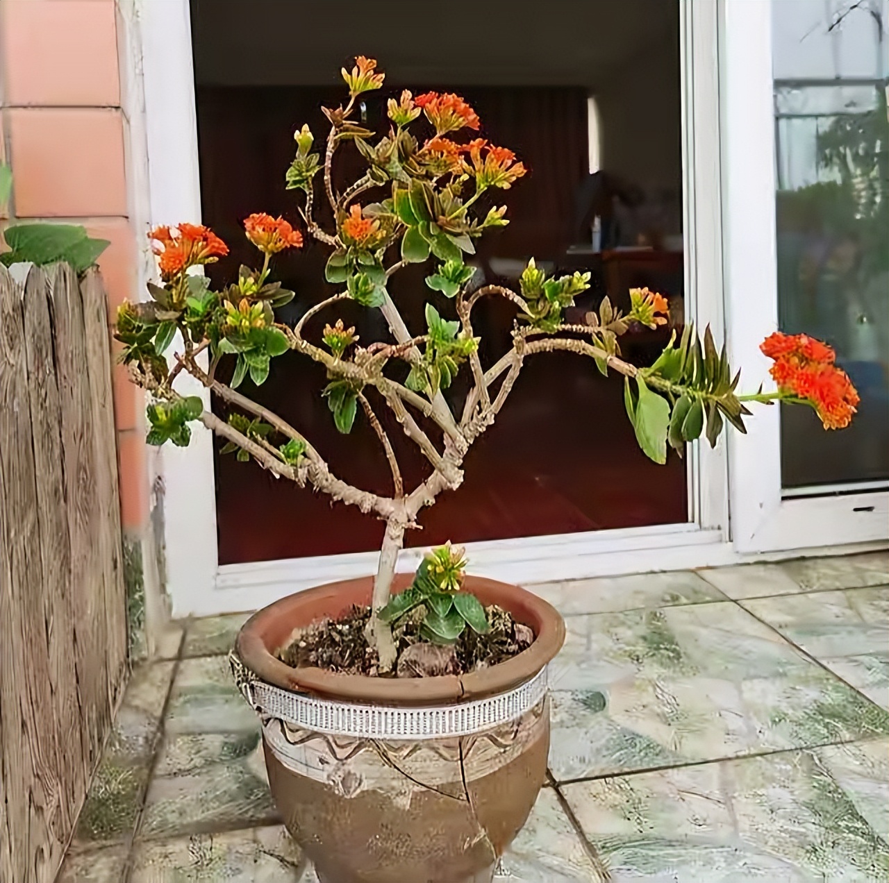長壽花開完該怎么做？有2個選擇，越養(yǎng)越多好劃算，變霸氣老樁