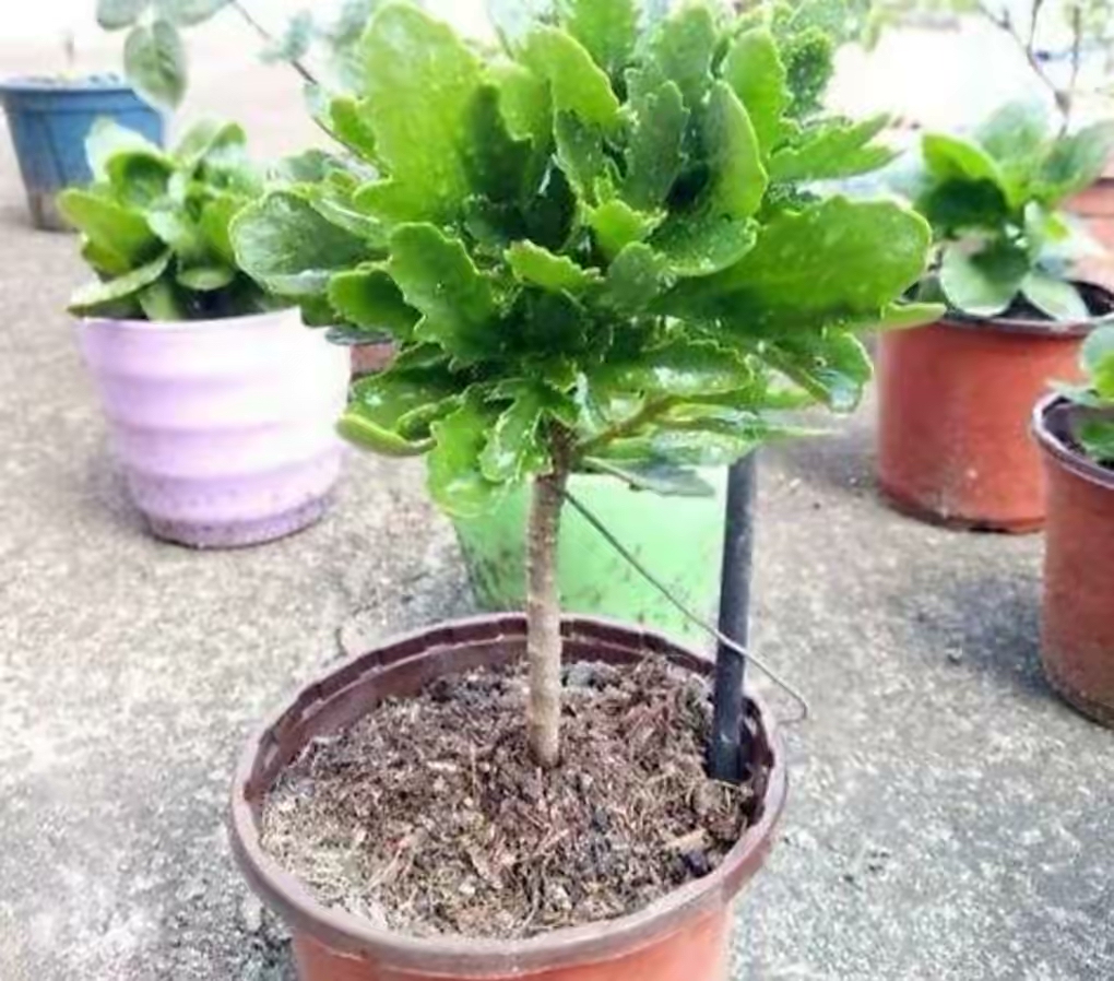 長壽花開完該怎么做？有2個選擇，越養(yǎng)越多好劃算，變霸氣老樁