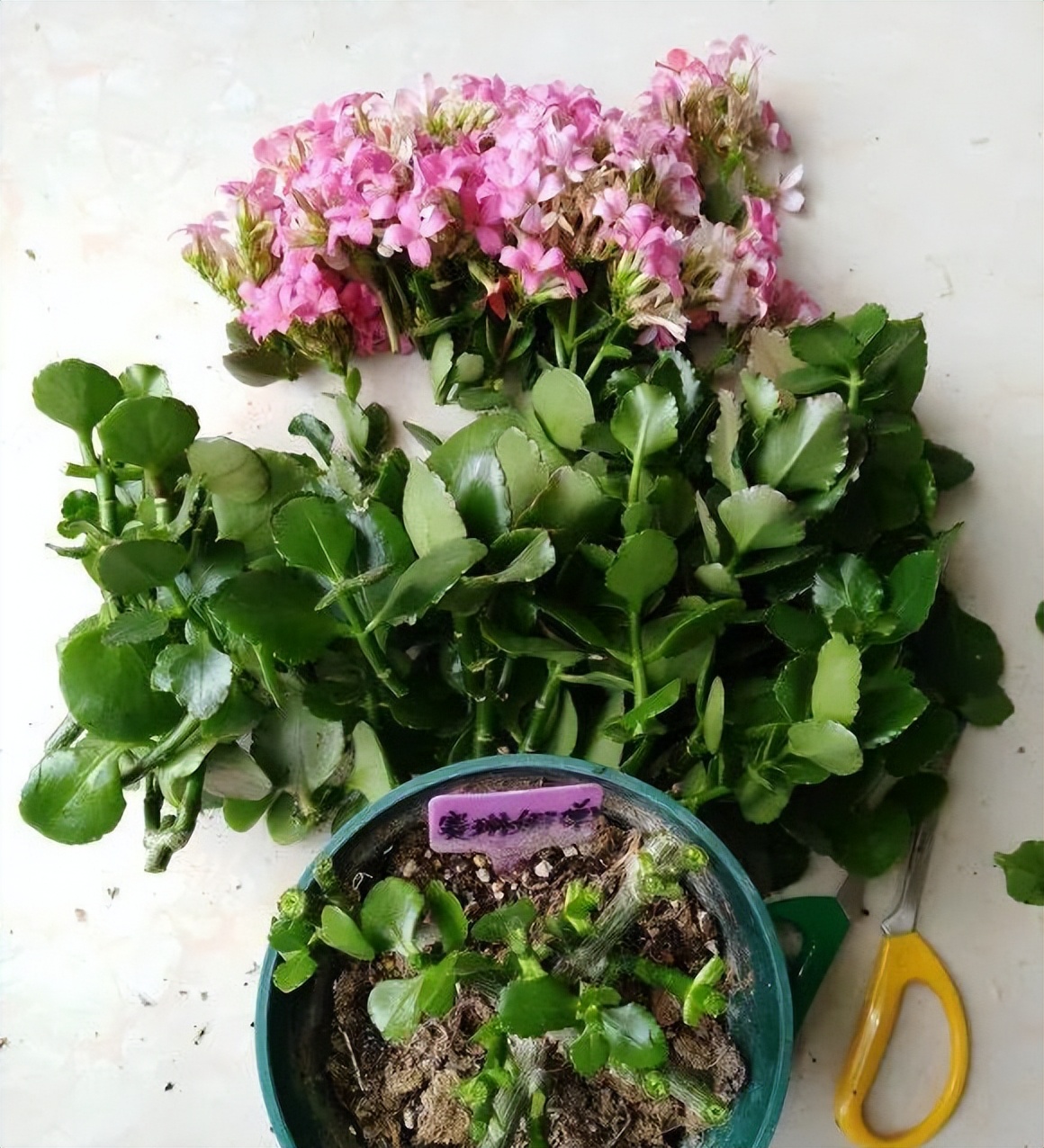 長壽花開完該怎么做？有2個選擇，越養(yǎng)越多好劃算，變霸氣老樁