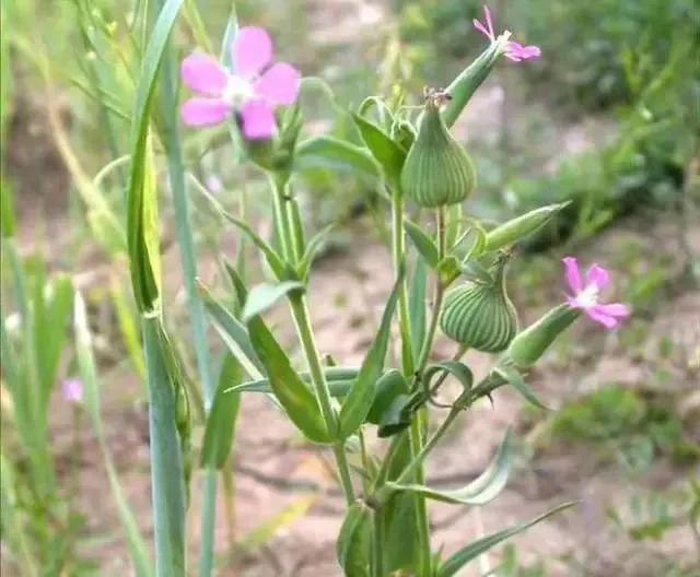 面條圖片大全，野生面條菜圖片？