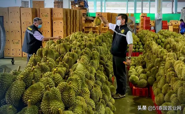 泰國榴蓮批發(fā)市場進(jìn)貨渠道有哪些（泰國榴蓮批發(fā)市場進(jìn)貨渠道圖片）