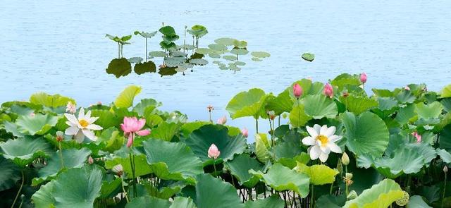 水生植物批發(fā)種植基地，水生植物批發(fā)種植基地成都？