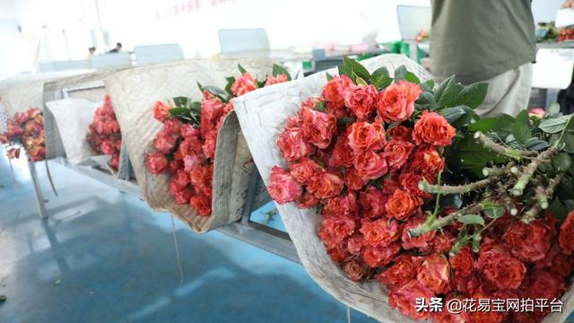 溫州批發(fā)鮮花去哪里進(jìn)貨，批發(fā)鮮花去哪里進(jìn)貨固鎮(zhèn)