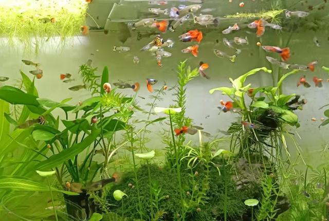汕頭批發(fā)觀賞魚市場，汕頭賣魚去哪里批發(fā)？