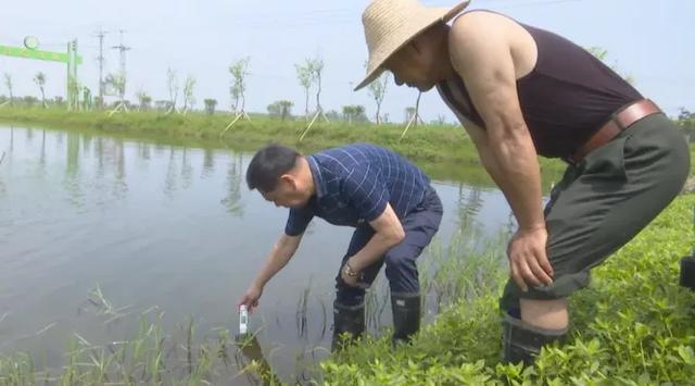 龍蝦苗批發(fā)蝦苗基地，蝦苗批發(fā)價格？