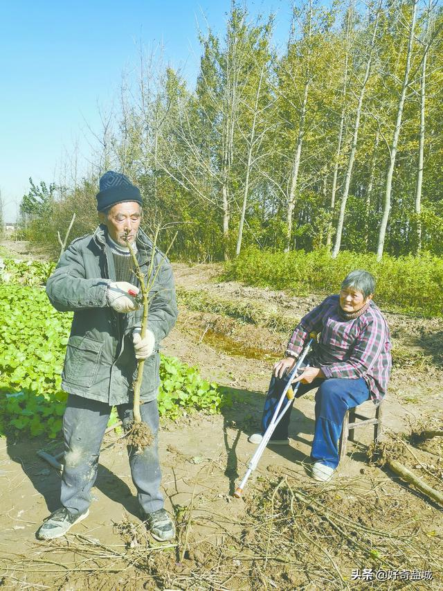 果樹苗批發(fā)基地三年苗各種苗大全櫻花，果樹苗批發(fā)基地三年苗各種苗大全廣西靈山？