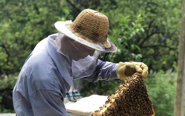 蜂箱批發(fā)30元兩頭開蜂箱多少錢，買蜂箱價格買蜂箱批發(fā)？