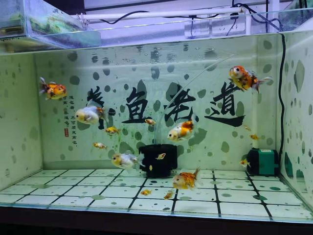 新手開水族店怎么進貨視頻講解，新手開水族店怎么進貨視頻教學？