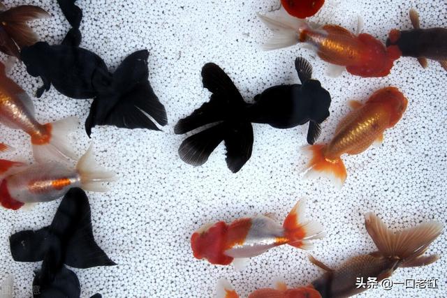 新手開水族店怎么進貨視頻，新手開水族店怎么進貨視頻教程？