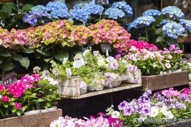 附近綠植批發(fā)基地電話，綠植批發(fā)基地在哪？