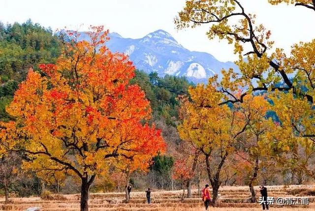 果樹苗批發(fā)基地三年苗各種苗大全，果樹苗批發(fā)基地三年苗各種苗大全車厘子？