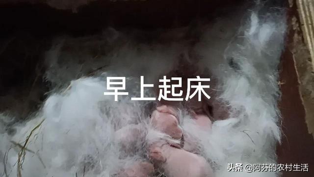 兔子幾塊錢一只，哪里有賣兔子的多少錢一只？