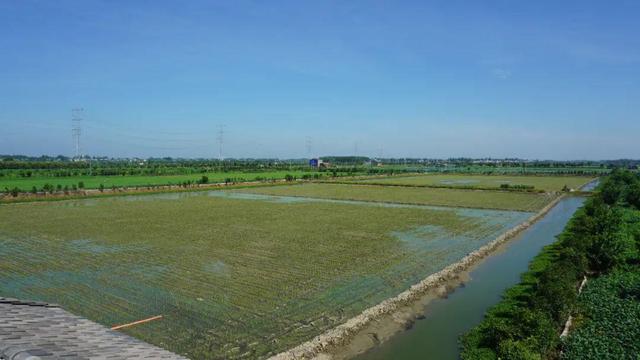 湖北潛江龍蝦批發(fā)市場電話，湖北潛江龍蝦批發(fā)市場電話號碼？