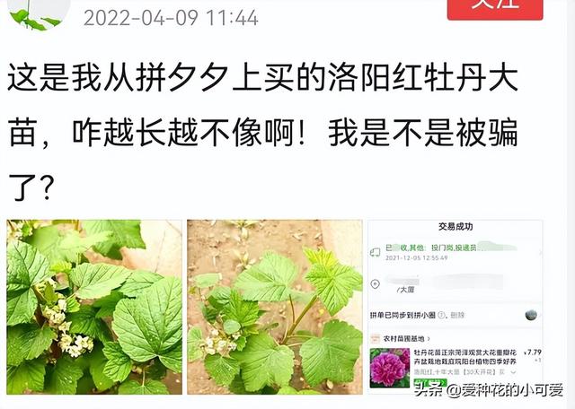 牡丹花苗批發(fā)價格，牡丹花苗批發(fā)價格淘寶？