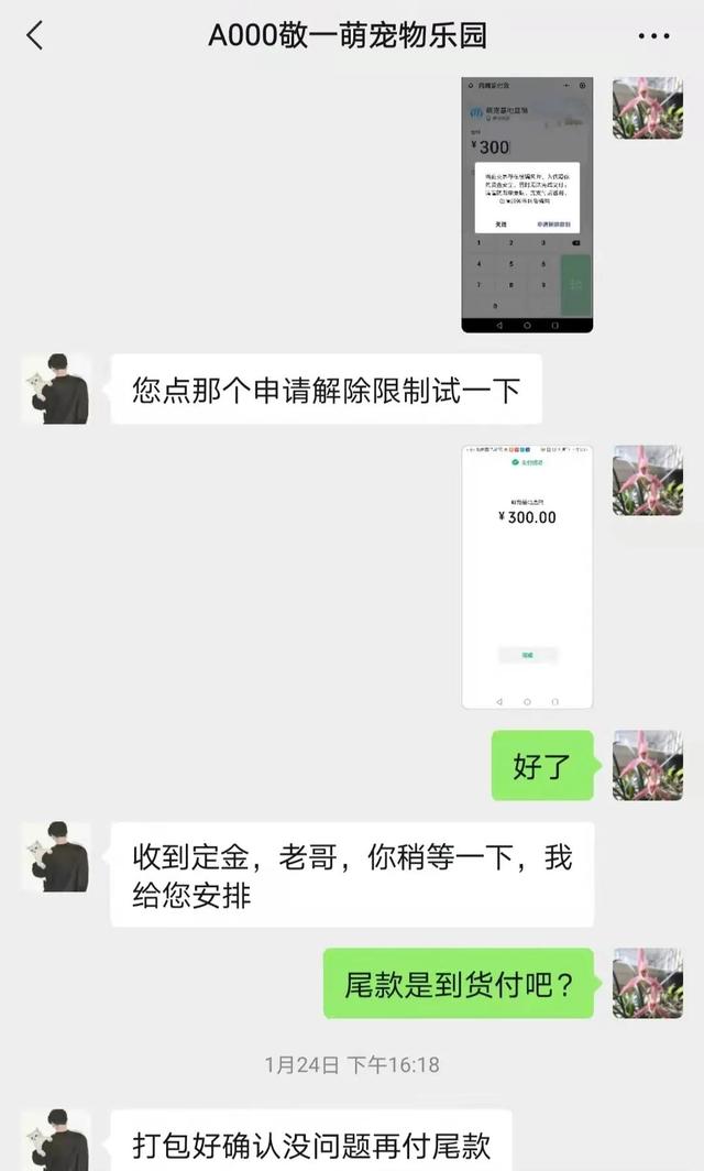 淘寶寵物狗貨源怎么找的，淘寶寵物狗貨源怎么找不到？