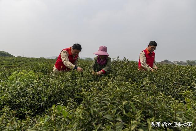 我想開(kāi)茶葉店貨源怎么找，賣(mài)茶葉怎么找客源？