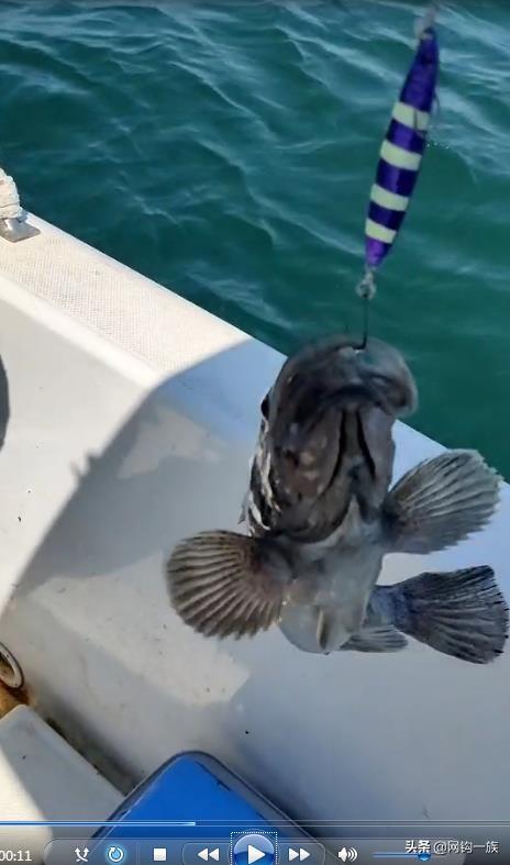 德州釣魚(yú)組魚(yú)餌怎么樣，德州釣魚(yú)組魚(yú)餌多少錢？