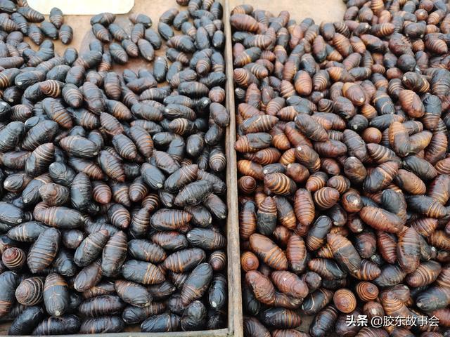 膠東見聞過年吃的“蛹”，你家已經(jīng)準(zhǔn)備好了么？