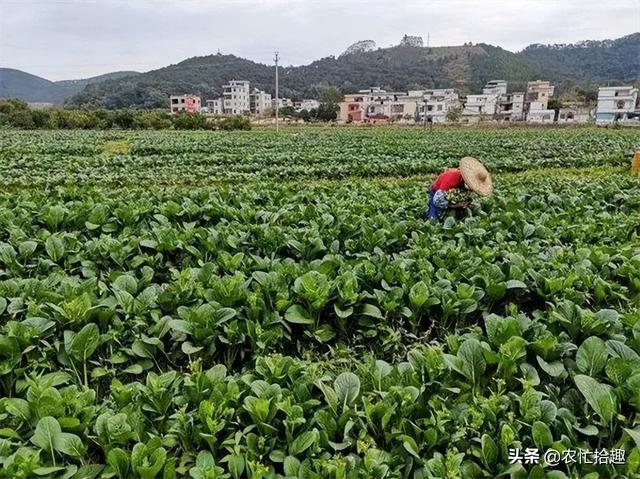 淘寶拼多多熱銷脫水菜芯貨源拿貨是真的嗎，淘寶拼多多熱銷脫水菜芯貨源拿貨是真的嗎還是假的？