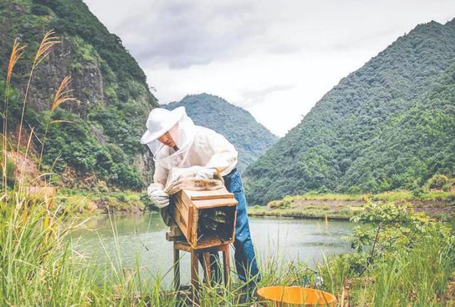 蜂蜜批發(fā)一手貨源，蜂蜜批發(fā)代理？