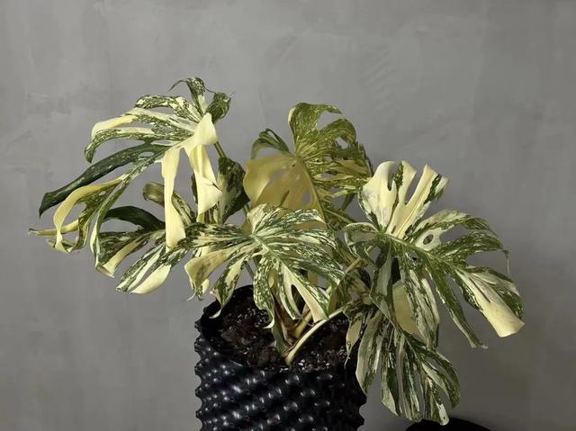淘寶綠植找貨源怎么找，淘寶綠植找貨源怎么找的？