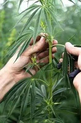 十大棉麻女裝品牌，棉麻女裝批發(fā)一手貨源在哪里？